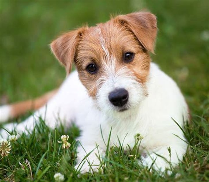 Jack Russell